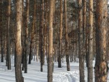 Лыжня в сосновом лесу