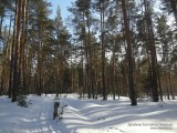 Лыжня в сосновом лесу
