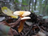 Фото гриб лисичка в осеннем лесу