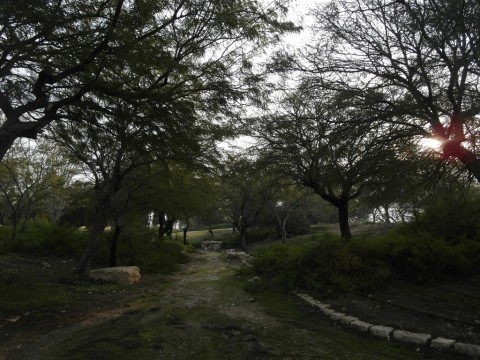 Парк у могилы Бен-Гуриона в Сде-Бокер
